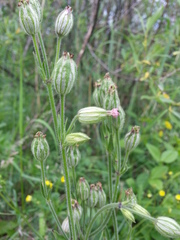 Silene songarica