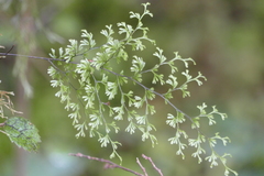 Hymenophyllum multifidum