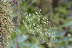 Hymenophyllum multifidum