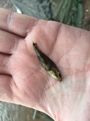 Menticirrhus saxatilis