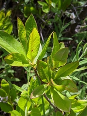 Rhododendron occidentale