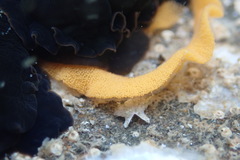 Dendrodoris