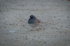 Junco hyemalis mearnsi × caniceps
