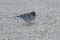 Junco hyemalis mearnsi × caniceps