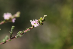 Kunzea ciliata
