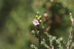 Kunzea ciliata
