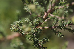 Kunzea ciliata