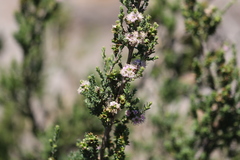 Kunzea ciliata