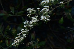 Ozothamnus thyrsoideus