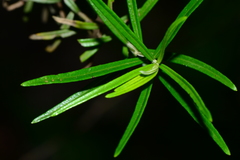 Ozothamnus thyrsoideus