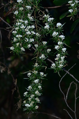 Ozothamnus thyrsoideus