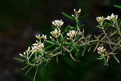 Ozothamnus thyrsoideus