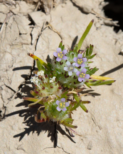 Navarretia involucrata
