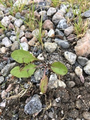 Taraxacum officinale