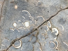 Zirfaea