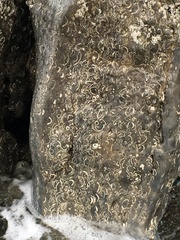 Zirfaea