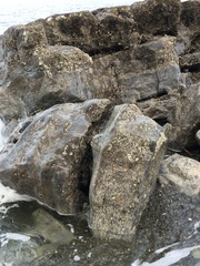 Zirfaea