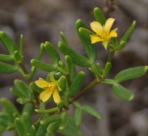 Image of Roepera billardierei by (c) Rod Lowther, some rights reserved (CC BY)