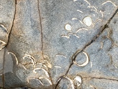 Zirfaea