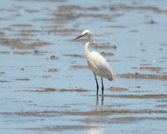 Egretta garzetta