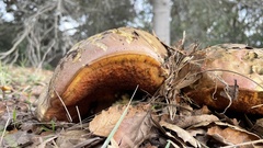 Rubroboletus eastwoodiae