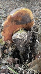 Rubroboletus eastwoodiae