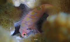 Amblycirrhitus bimacula