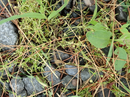 Image of Sagina decumbens by (c) Lena Struwe, some rights reserved (CC BY-SA)