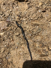Cylicobdellidae