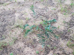 Gueldenstaedtia verna