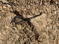 Cylicobdellidae