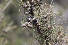 Allocasuarina humilis