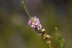 Kunzea ciliata