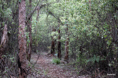 Trymalium odoratissimum