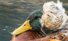 Anas platyrhynchos domesticus