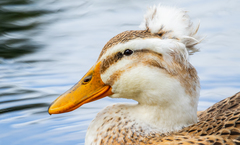 Anas platyrhynchos domesticus