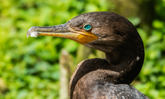 Nannopterum brasilianum
