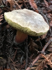 Xerocomellus mendocinensis