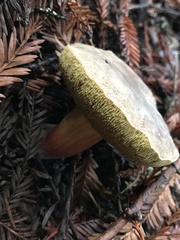 Xerocomellus mendocinensis