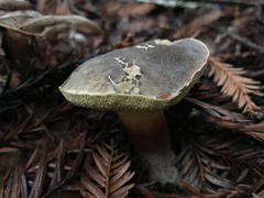 Xerocomellus mendocinensis