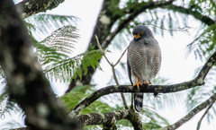 Rupornis magnirostris