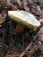 Xerocomellus mendocinensis