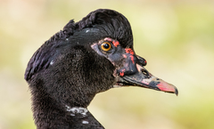 Cairina moschata domestica