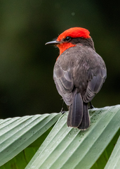 Pyrocephalus rubinus