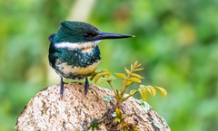 Chloroceryle americana