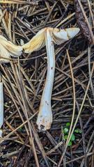 Lepiota flammeotincta