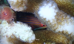 Pseudocheilinus tetrataenia