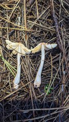 Lepiota flammeotincta