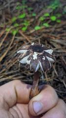 Lepiota flammeotincta