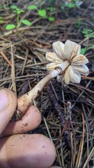 Lepiota flammeotincta